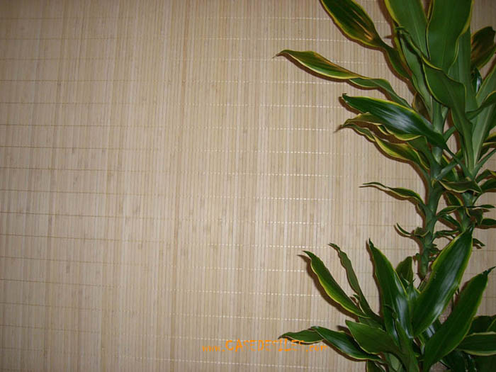 tissage bambou encollé sur tissus en revetement mural : aggrandissement