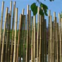 Clôture bambou irrégulière long 150cm haut 170-200cm D4.5cm