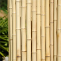 Clôture en bambou régulier naturel jardin L1.5 - H2.5m