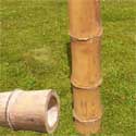 Tige bambou clair gros diamètre 100-120mm L300cm lot de 2