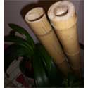 Tiges bambou gros diamètre 140-180mm L295cm lot de 2